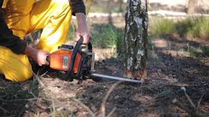 Seasonal Cleanup (Spring/Fall) in Flower Mound, TX