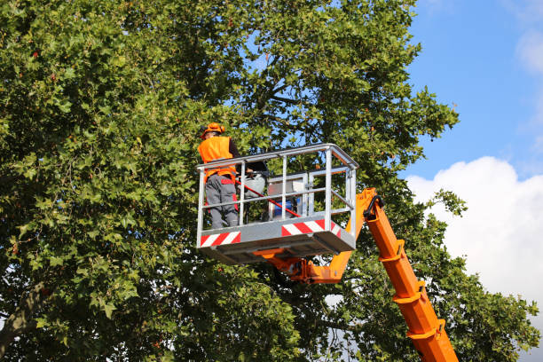 Professional Tree Removal in Flower Mound, TX